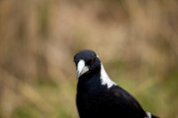 magpie