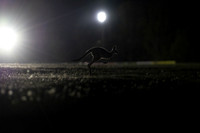 kangaroo